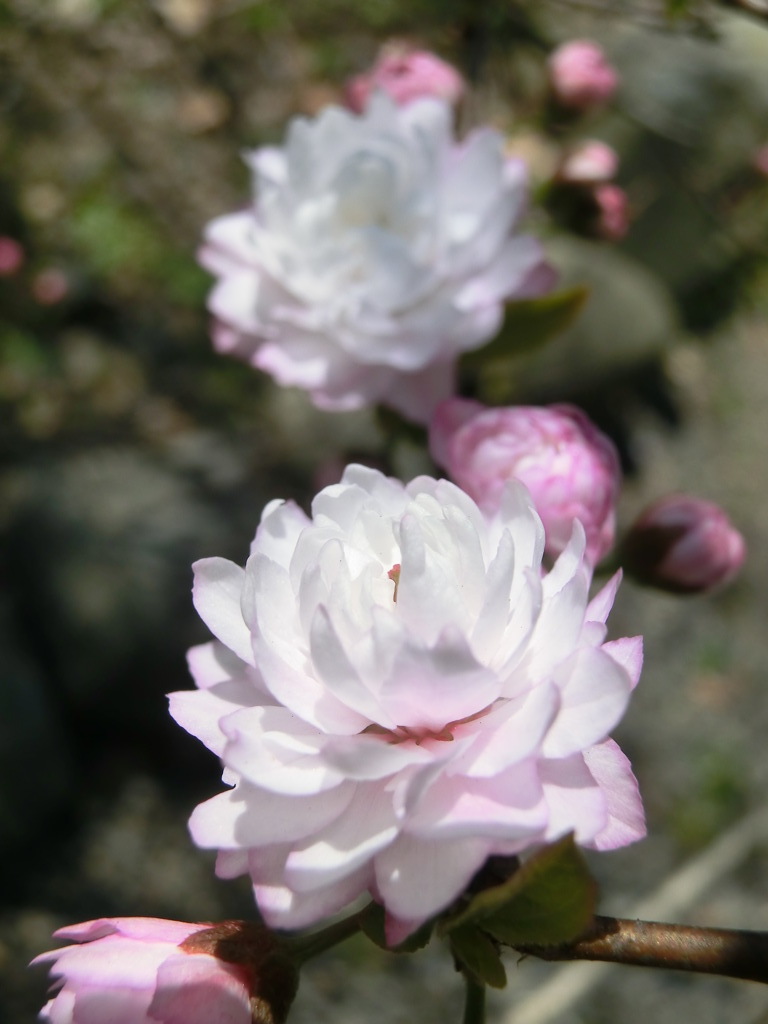 桜＠平野神社２１