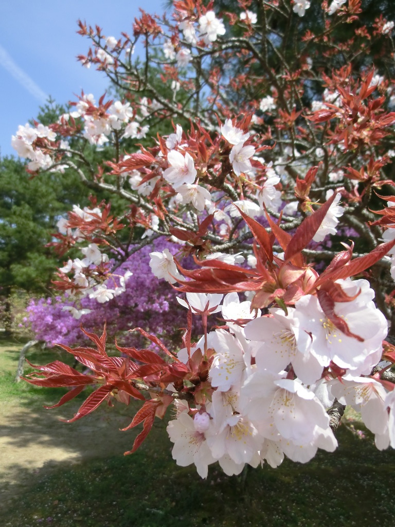 桜＠仁和寺１６