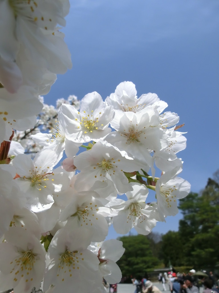桜＠仁和寺