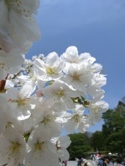 桜＠仁和寺
