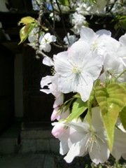 桜＠平野神社１５