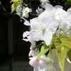 桜＠平野神社１５