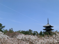 桜＠仁和寺１３