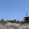 桜＠仁和寺１３
