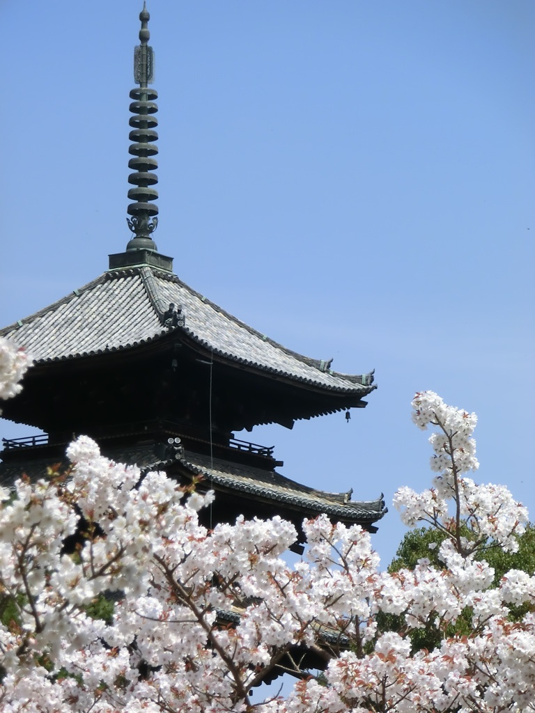 桜＠仁和寺９