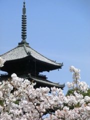 桜＠仁和寺９