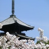 桜＠仁和寺９