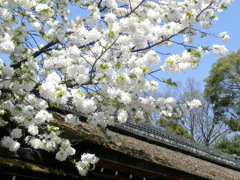 桜＠平野神社１４