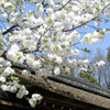 桜＠平野神社１４