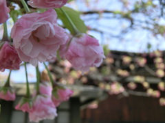 桜＠千本釈迦堂