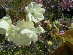桜＠平野神社２２