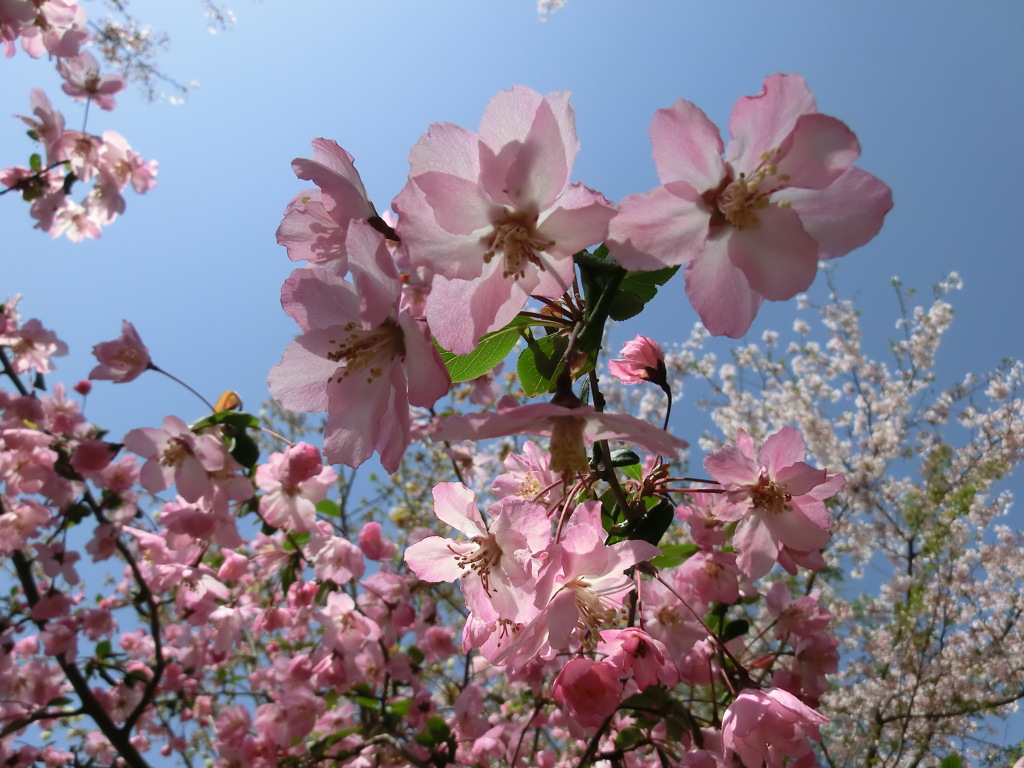 桜＠平野神社２３
