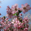 桜＠平野神社２３