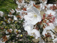 桜＠仁和寺１８