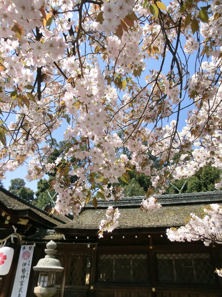 桜＠平野神社１９