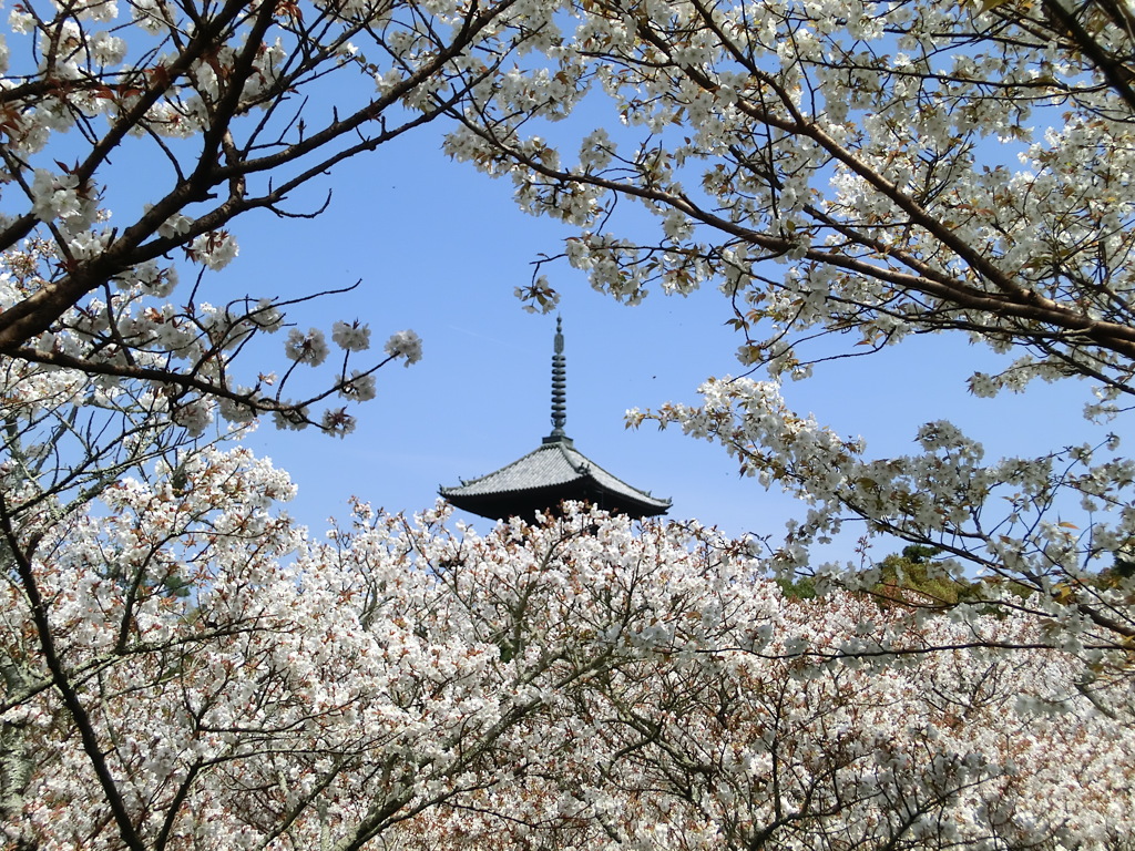 桜＠仁和寺１０