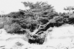 a life rooted in the air