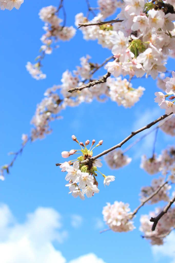 Cherry blossoms against a blue sky.