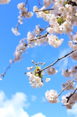 Cherry blossoms against a blue sky.