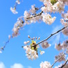 Cherry blossoms against a blue sky.
