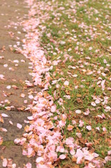 Cherry blossoms after rainy days.