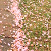 Cherry blossoms after rainy days.