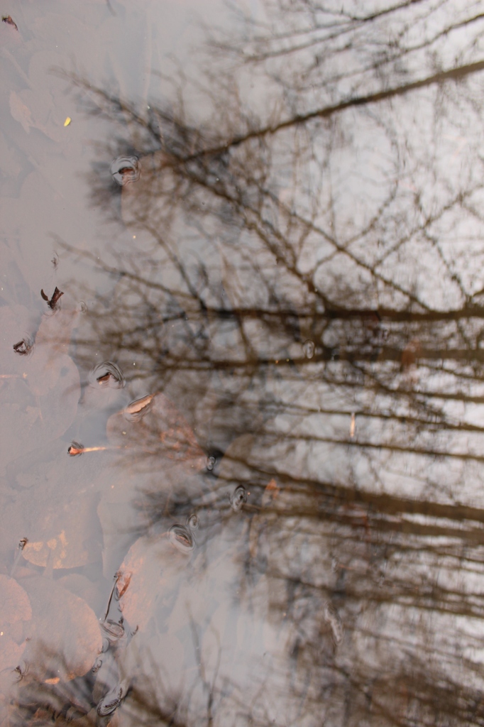 reflection
