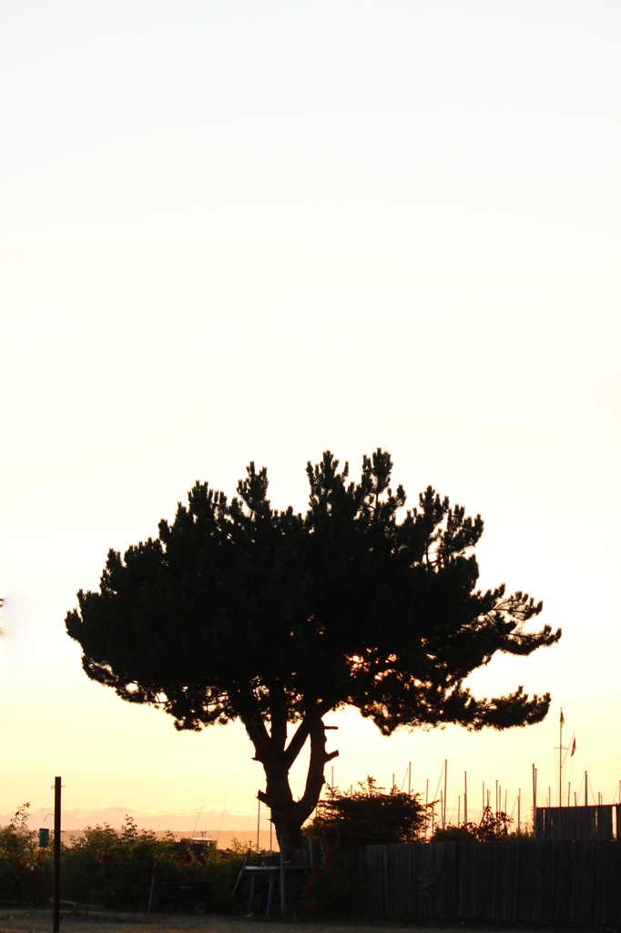 silhouette