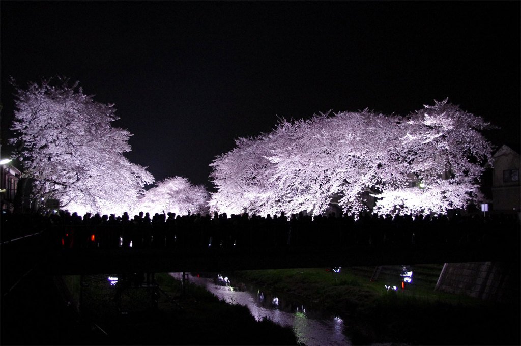 野川桜ライトアップ