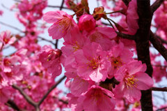 桜の妖精２