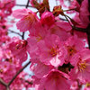桜の妖精２