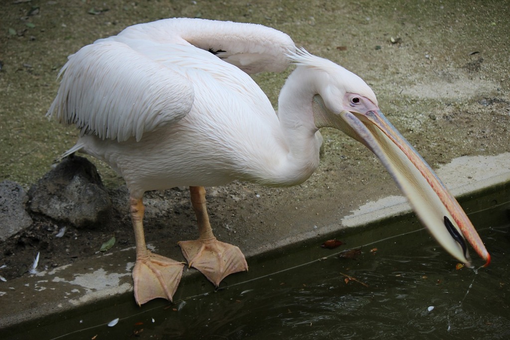 コウノトリ？