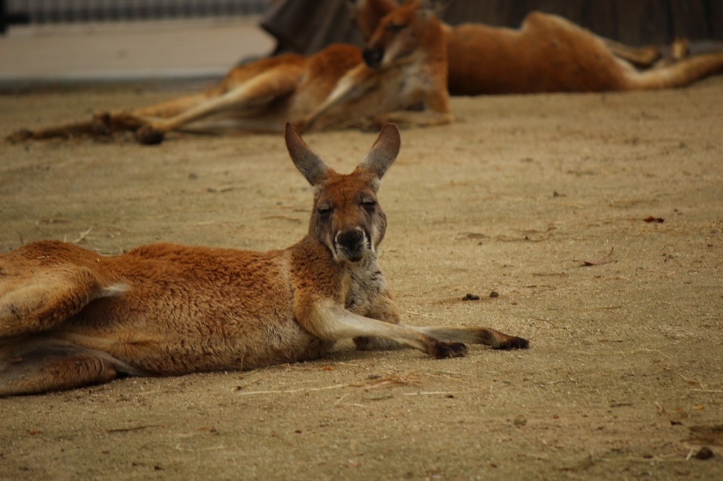 カンガルー