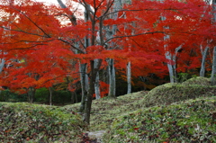 紅葉