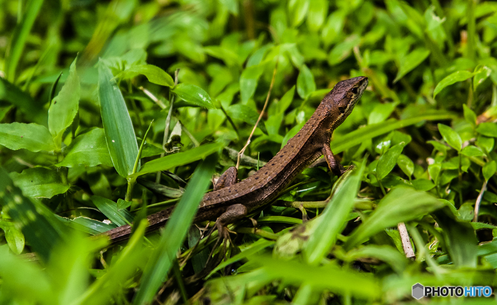 カナヘビ