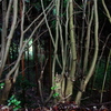 木々