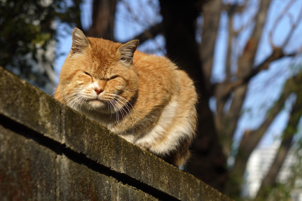 冬空に冬毛の猫