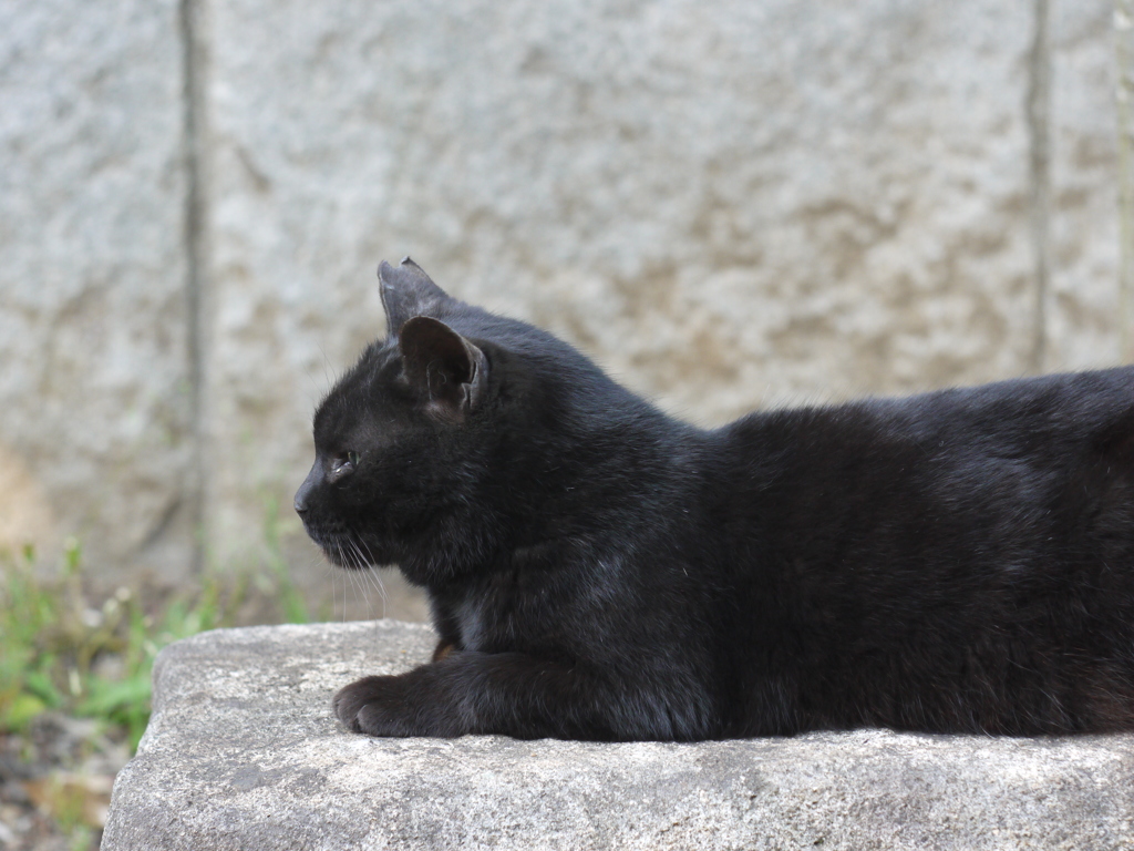 黒猫くんマッタリ中