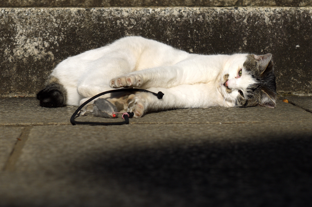 ネズミを使った猫だまし