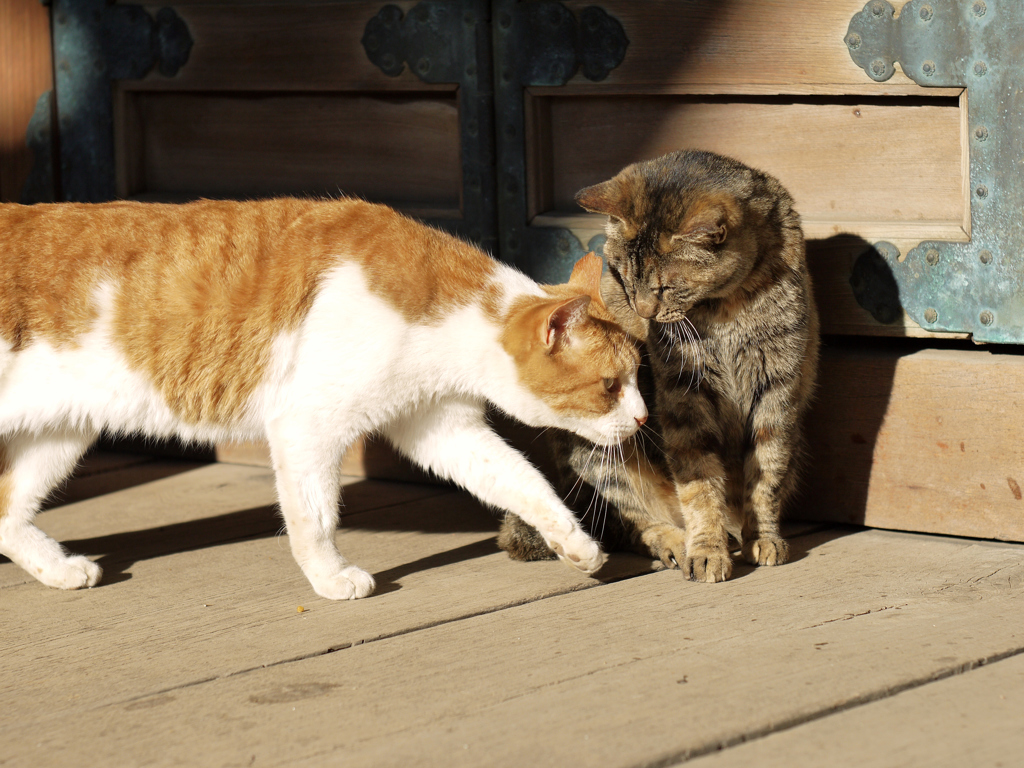 猫たちの朝