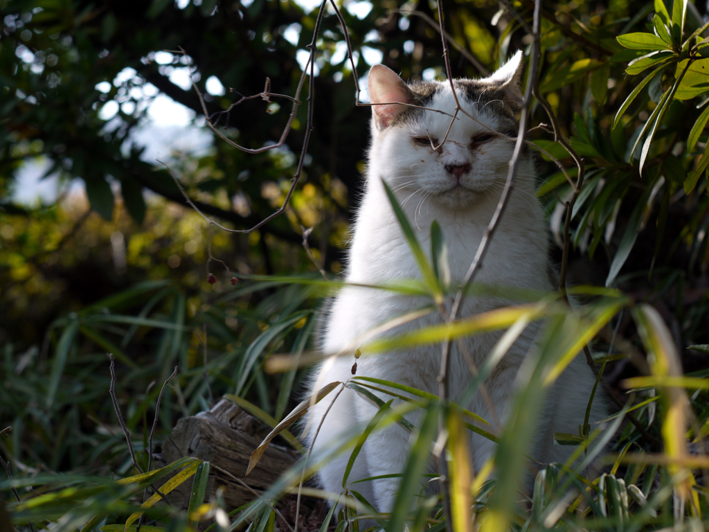 この猫を見て、誰が10ヶ月弱の仔猫だと思うだろか