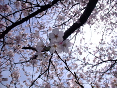 咲き桜