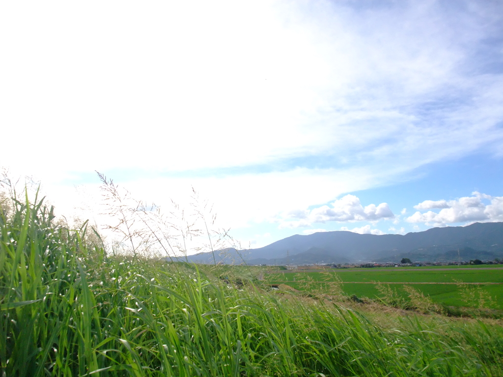 遙か夏の