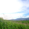 遙か夏の
