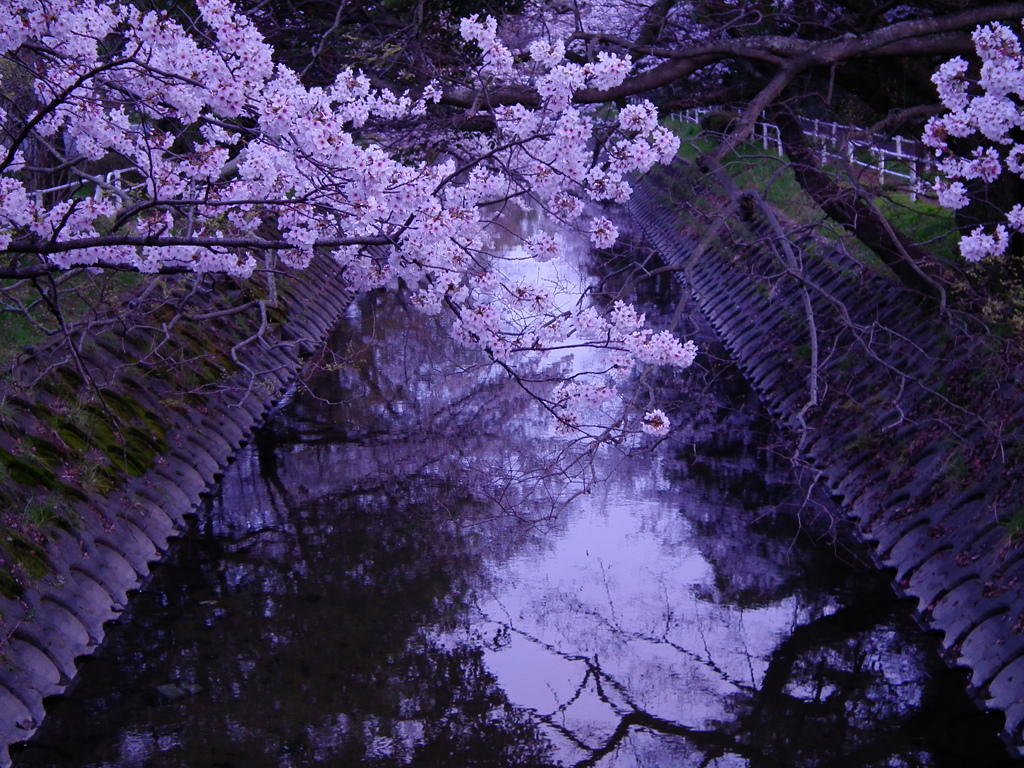 桜映りし