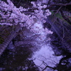 桜映りし