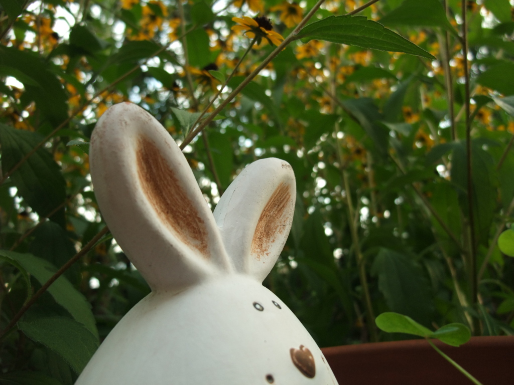 ルドベキアの森