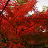 紅景色-AkaGeshiki-