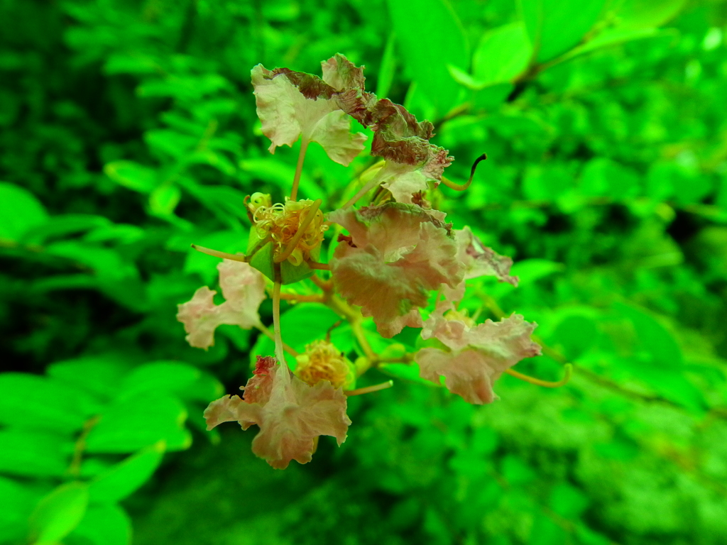 枯れてゆく花の命