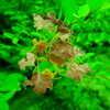 枯れてゆく花の命